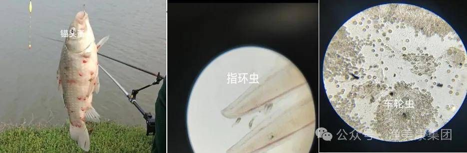 如何選購龍魚魚苗，如何選購優(yōu)質的龍魚魚苗 龍魚百科 第5張