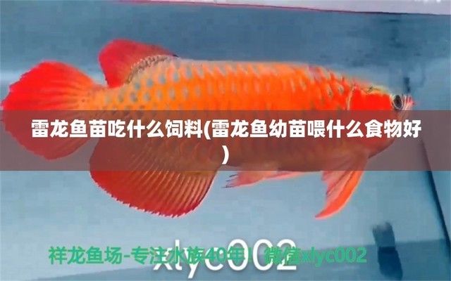 奈及利亞魚種介紹，奈及利亞紅圓點(diǎn)狗頭養(yǎng)殖技巧 觀賞魚市場(chǎng)（混養(yǎng)魚） 第3張