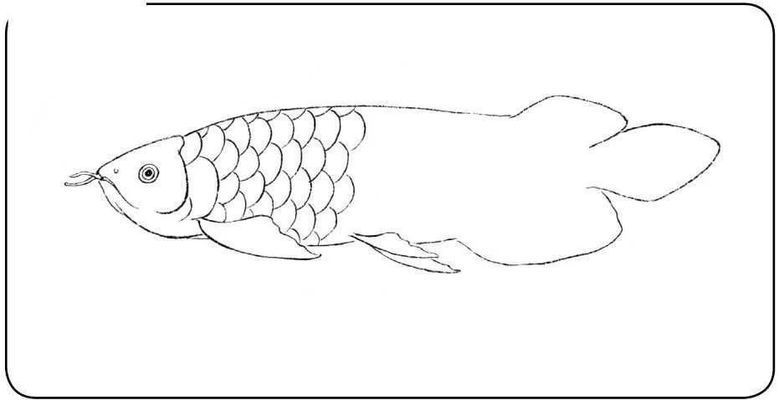 龍魚畫畫，工筆畫龍魚簡筆畫入門步驟彩色鉛筆畫龍魚色彩搭配