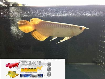 龍魚商城網(wǎng)站登錄，龍魚商城app使用教程：龍魚商城app使用教程 龍魚百科 第1張