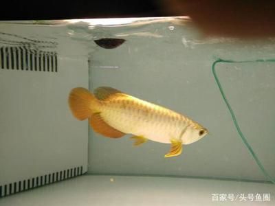 金龍魚(yú)正式工好近嗎，金龍魚(yú)正式工工作環(huán)境和待遇如何 龍魚(yú)百科 第3張