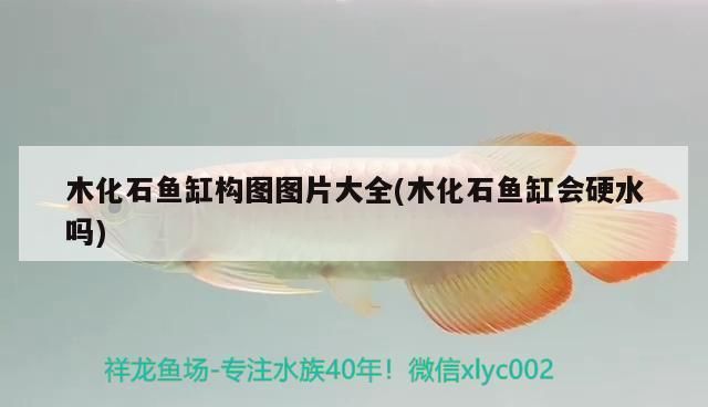 馬拉莫寶石魚繁殖缸布置技巧，關(guān)于馬拉莫寶石魚繁殖缸布置的詳細技巧 觀賞魚市場（混養(yǎng)魚） 第4張