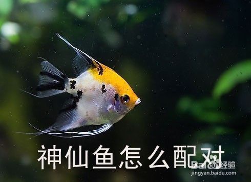 埃及神仙魚(yú)配對(duì)成功的標(biāo)志，埃及神仙魚(yú)配對(duì)成功的標(biāo)志包括：埃及神仙魚(yú)繁殖區(qū)域選擇技巧 觀賞魚(yú)市場(chǎng)（混養(yǎng)魚(yú)） 第2張