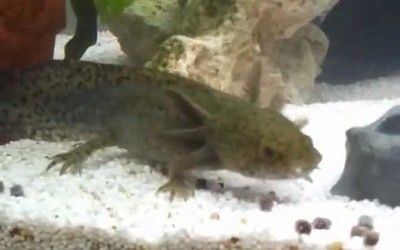 六角恐龍魚飼料一次喂多少，六角恐龍魚飼料一次喂多少并沒有一個(gè)固定的答案