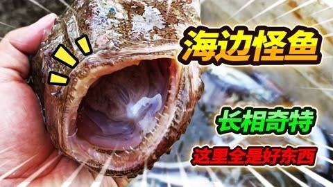 六角恐龍魚飼料一次喂多少，六角恐龍魚飼料一次喂多少并沒有一個固定的答案 龍魚百科 第3張