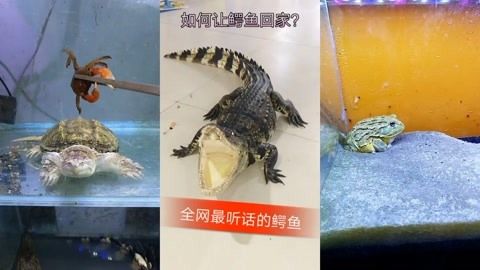 六角恐龍魚飼料一次喂多少，六角恐龍魚飼料一次喂多少并沒有一個固定的答案 龍魚百科 第5張