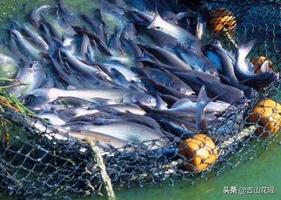 西寧龍魚(yú)在哪買比較好的養(yǎng)殖，探索西寧龍魚(yú)養(yǎng)殖與購(gòu)買最佳選擇 水族問(wèn)答