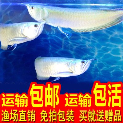 銀龍魚苗喂養(yǎng)技巧分享，如何判斷銀龍魚苗健康狀態(tài) 觀賞魚市場（混養(yǎng)魚） 第4張