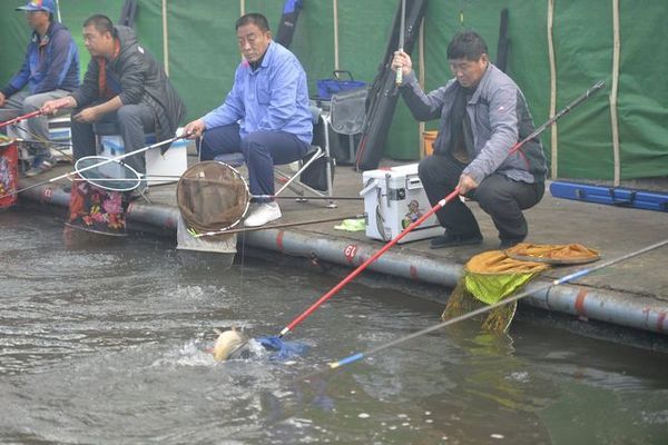 成魚期活餌與人工餌料比例，成魚期活餌與人工餌料的搭配 觀賞魚市場（混養(yǎng)魚） 第5張