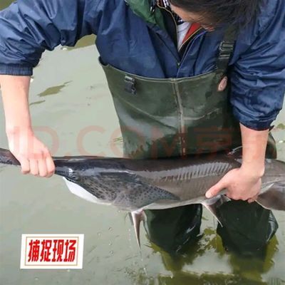 龍魚養(yǎng)殖水質(zhì)各項(xiàng)指標(biāo)，養(yǎng)殖龍魚時(shí)需要定期檢測和調(diào)整和調(diào)整水質(zhì)的各項(xiàng)指標(biāo) 龍魚百科 第5張