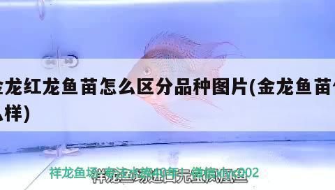 如何區(qū)分金龍魚(yú)苗和紅龍魚(yú)苗，金龍魚(yú)苗與紅龍魚(yú)苗價(jià)格對(duì)比金龍魚(yú)苗與紅龍魚(yú)苗價(jià)格對(duì)比 龍魚(yú)百科 第5張