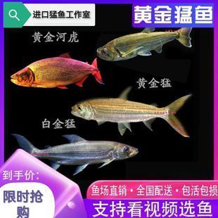 黃金河虎魚品種價格對比，不同品種的黃金河虎魚價格會有所不同