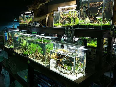 祥龍水族館加盟優(yōu)勢(shì)分析，祥龍水族館加盟條件詳解