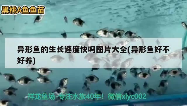 福滿鉆魚市場增長潛力，福滿鉆魚市場增長潛力巨大 觀賞魚市場（混養(yǎng)魚） 第2張