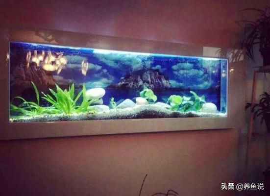 觀賞魚換水最佳時機