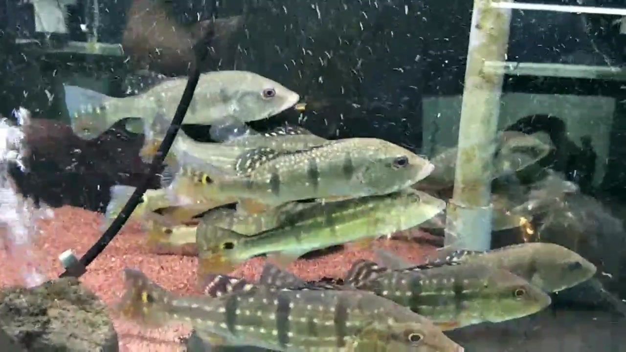 帝王三間魚幼魚飼養(yǎng)要點(diǎn)，帝王三間魚水質(zhì)管理技巧 觀賞魚市場（混養(yǎng)魚） 第4張