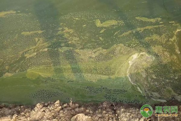 雷龍魚適合水溫多少度過冬，雷龍魚適合在多少度的水溫下過冬，如何應(yīng)對(duì)水溫驟降的情況 水族問答