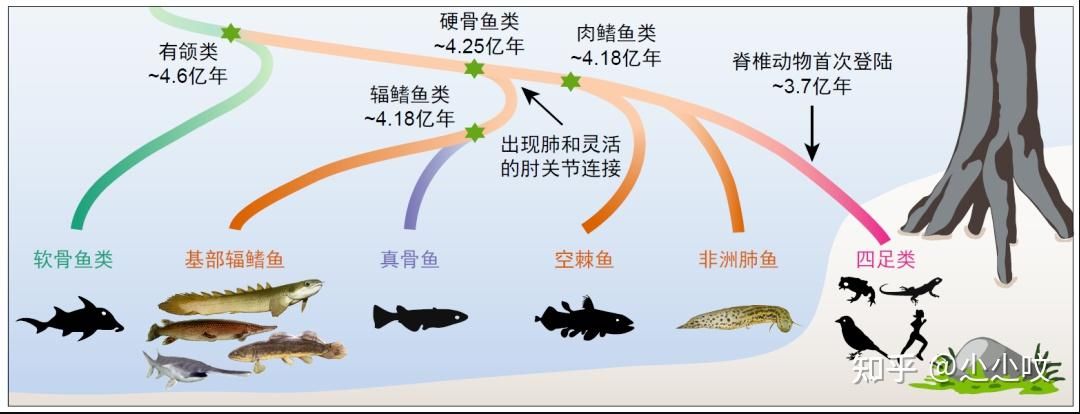 肺魚基因組研究的未來(lái)方向，探討肺魚基因組研究的主要方向 觀賞魚市場(chǎng)（混養(yǎng)魚） 第4張