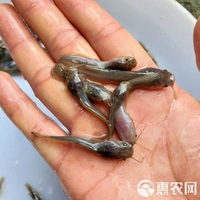 埃及塘鲺魚苗品種特點，埃及塘鲺魚苗養(yǎng)殖技術(shù) 觀賞魚市場（混養(yǎng)魚） 第4張