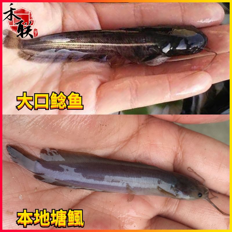 埃及塘鲺魚苗品種特點，埃及塘鲺魚苗養(yǎng)殖技術(shù) 觀賞魚市場（混養(yǎng)魚） 第5張