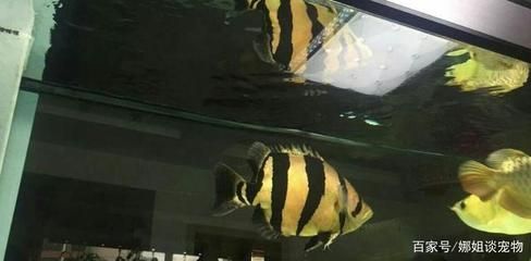 黃金河虎魚(yú)水溫調(diào)控技巧，黃金河虎魚(yú)最佳飼養(yǎng)環(huán)境，如何監(jiān)測(cè)水族箱水溫變化