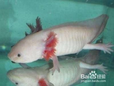 六角恐龍魚的飼養(yǎng)方法，六角恐龍魚的基本飼養(yǎng)方法