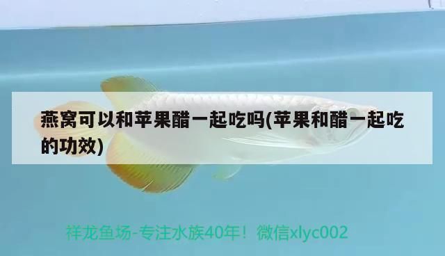 深圳最大賣金龍魚市場，深圳最大的金龍魚市場 龍魚百科 第2張