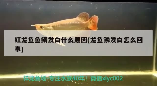 龍魚(yú)魚(yú)苗哪里批發(fā)好，尋找優(yōu)質(zhì)的龍魚(yú)魚(yú)苗進(jìn)行批發(fā)需要考慮多個(gè)因素，需要考慮多個(gè)因素 龍魚(yú)百科 第4張