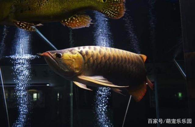 龍魚(yú)能活幾年，龍魚(yú)壽命受到多種因素的影響 龍魚(yú)百科 第4張