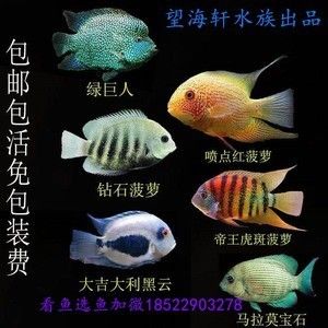 噴點(diǎn)菠蘿魚飼料品牌推薦，關(guān)于噴點(diǎn)菠蘿魚飼料品牌推薦沒有找到直接相關(guān)的答案 觀賞魚市場（混養(yǎng)魚） 第2張