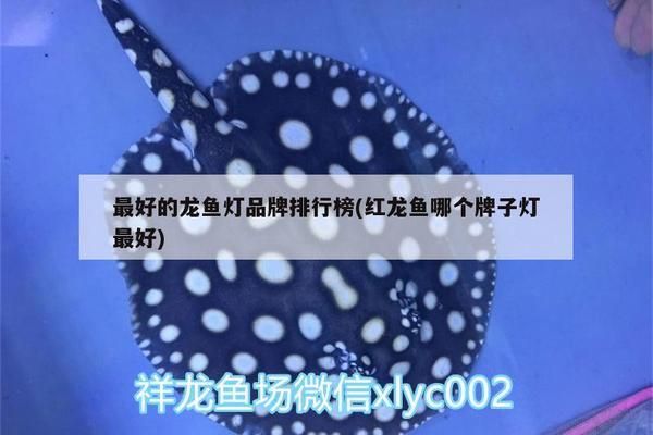 龍魚燈什么牌子最好最安全，十大魚缸燈品牌龍魚燈品牌排行榜馬印神燈用戶評價 龍魚百科 第3張