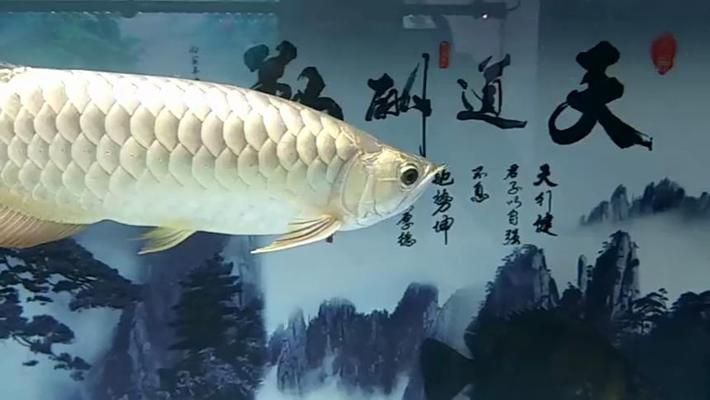 深圳龍魚專賣店在哪里，深圳龍魚專賣店 龍魚百科 第3張