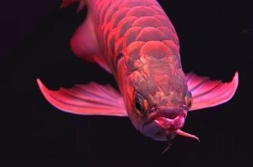 龍魚(yú)喂食后多久可以換水啊