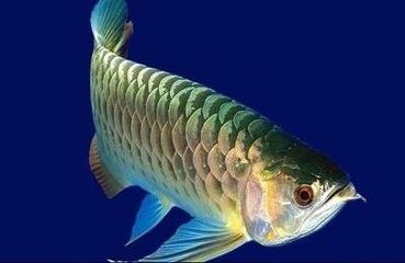 龍魚(yú)喂食后多久可以換水啊 龍魚(yú)百科 第3張