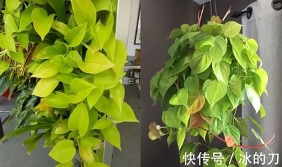 檸檬鯽品種的繁殖方法，檸檬鯽的繁殖方法 觀賞魚市場（混養(yǎng)魚） 第3張