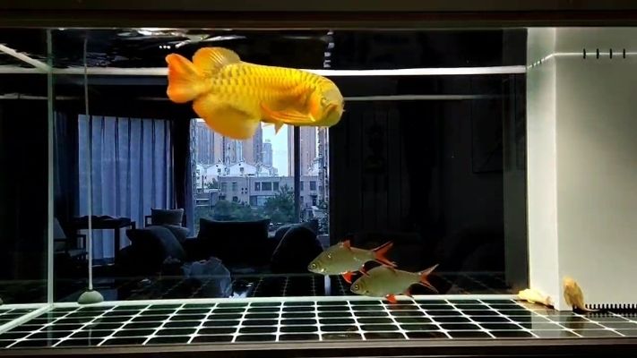 銀古魚苗飼料品牌推薦，銀古魚苗飼料品牌推薦銀古魚苗飼料用戶評(píng)價(jià)匯總 觀賞魚市場(chǎng)（混養(yǎng)魚） 第1張