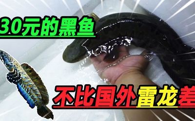 雷龍魚(yú)淺水靜養(yǎng)，如何判斷雷龍魚(yú)的淺水靜養(yǎng)環(huán)境布置技巧 龍魚(yú)百科 第1張