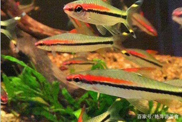 如何挑選健康的一眉道人魚，如何挑選一眉道人魚 觀賞魚市場（混養(yǎng)魚） 第5張