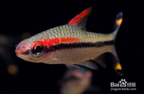 如何挑選健康的一眉道人魚，如何挑選一眉道人魚 觀賞魚市場（混養(yǎng)魚） 第4張