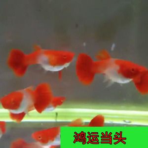 紅頭利魚(yú)最佳飼養(yǎng)環(huán)境，紅頭利魚(yú)水溫控制技巧 觀賞魚(yú)市場(chǎng)（混養(yǎng)魚(yú)） 第5張