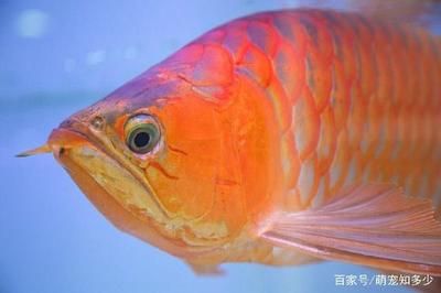 龍魚分類地位，龍魚在生物學上有著明確的界定 龍魚百科 第1張