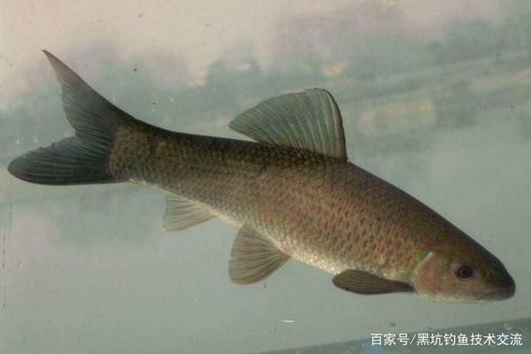 青龍魚飼料選擇與搭配技巧，青龍魚不同季節(jié)飼料選擇,青龍魚飼料中添加維諾效果