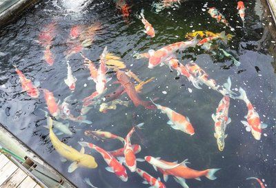 三色錦鯉魚(yú)繁殖后的疾病預(yù)防，三色錦鯉魚(yú)繁殖后水質(zhì)管理技巧 觀(guān)賞魚(yú)市場(chǎng)（混養(yǎng)魚(yú)） 第5張