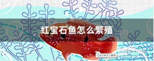 寶石魚(yú)繁殖環(huán)境優(yōu)化方法，寶石魚(yú)的繁殖環(huán)境優(yōu)化 觀(guān)賞魚(yú)市場(chǎng)（混養(yǎng)魚(yú)） 第2張