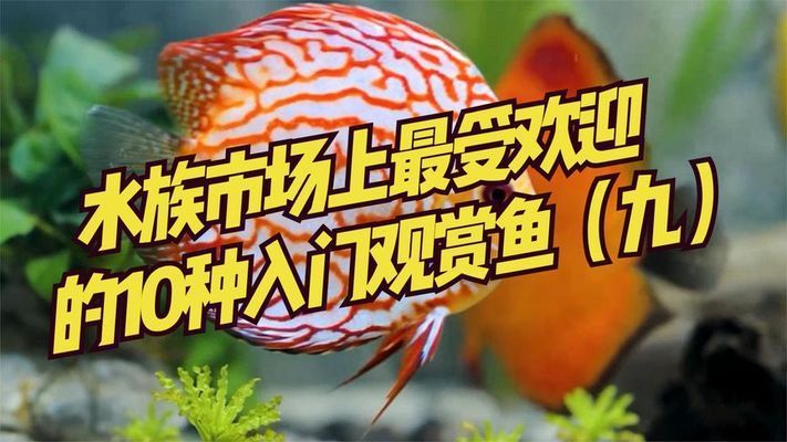 水族市場(chǎng)熱門魚類排行，水族市場(chǎng)熱門魚類排行榜 觀賞魚市場(chǎng)（混養(yǎng)魚） 第2張