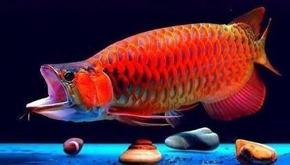 龍魚(yú)和什么魚(yú)一起養(yǎng)最好呢，適合與龍魚(yú)混養(yǎng)的魚(yú)類 龍魚(yú)百科 第3張