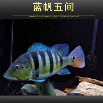 金老虎魚的市場價格趨勢，金老虎魚市場價格波動原因探究金老虎魚價格波動原因探究 觀賞魚市場（混養(yǎng)魚） 第4張