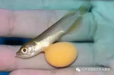 龍魚31度水溫可以嗎，龍魚最佳生長(zhǎng)水溫范圍 龍魚百科 第5張