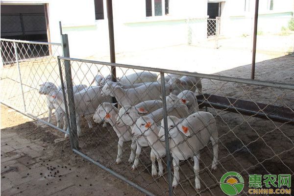 繁殖期飼料新鮮度檢測方法，繁殖期飼料新鮮度檢測方法：畜禽肉新鮮度檢測方法 觀賞魚市場（混養(yǎng)魚） 第2張