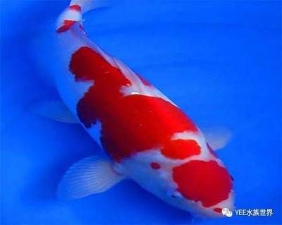 紅白錦鯉魚(yú)，如何鑒別高品質(zhì)紅白錦鯉